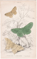 Plate 27
Brimstone Moth
Swallow-tail Moth
Large Emerald 